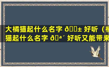 大橘猫起什么名字 🐱 好听（橘猫起什么名字 🪴 好听又能带来幸运）